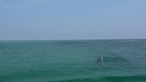 海豚 跳水 跳跃 腹肌