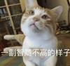 萌宠 猫星人 一副智商不高的样子 傻乎乎 呆萌 可爱
