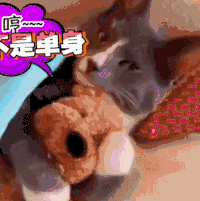猫 喵星人 动物 可爱