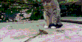 直视 猫咪 玩耍