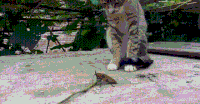 直视 猫咪 玩耍