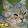 萌宠 猫 猫咪 喵星人 嫌弃 拒绝