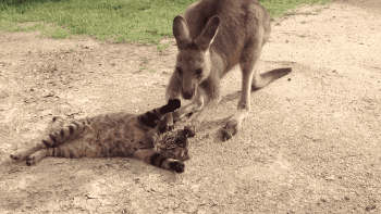 袋鼠 kangaroo