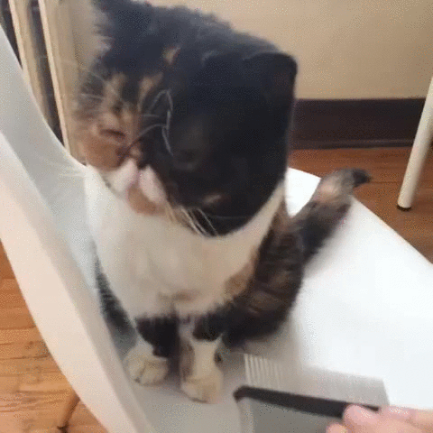 哇 awww
