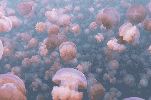 水母 海底 粉色 壮观