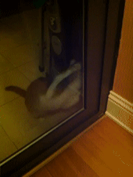 猫咪 开门 聪明 可爱