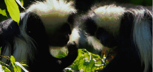 尼罗河 终极之河 疣猴 纪录片 灵长类动物
