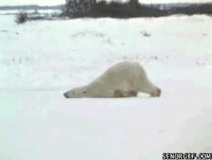 雪 ,冬天 ,动物 ,北极熊