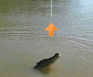 动物 Reddit 跳跃的 支持 狩猎 鳄鱼 诱惑