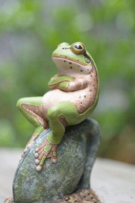 青蛙 酷 小动物 日