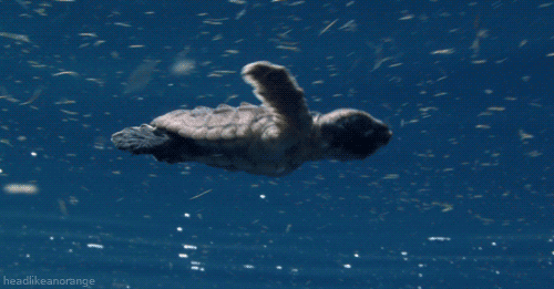 乌龟 游泳 可爱 蓝色