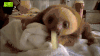 树懒 sloth