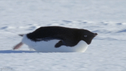 企鹅 爬行 冰天雪地