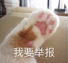 萌宠 猫星人 我要举报 猫爪 搞怪 逗