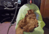 猫咪 悠悠床 享受 销魂
