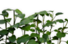 贴纸 植物 绿 绿萝