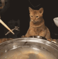 猫咪 想吃 眼神 可爱