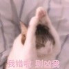 萌宠 猫星人 我错了 别凶我 呆萌 可爱