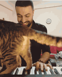 猫咪 土耳其伊斯坦布尔 钢琴师 有爱