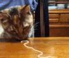 猫咪 吃面 可爱 搞笑