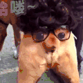 汪星人 狗狗 可爱 萌宠 狗