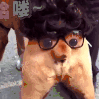 汪星人 狗狗 可爱 萌宠 狗