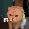 萌宠 猫星人 啊 生气 呆萌 可爱