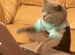 萌宠 猫咪 工作模式 打电脑