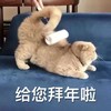 萌宠 猫星人 给您拜年了 开心 呆萌 可爱