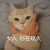 猫咪 躺着 大眼睛 女人你在玩火