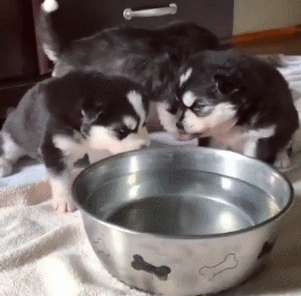 两只小狗 水盆 喝水 伸舌头 可爱