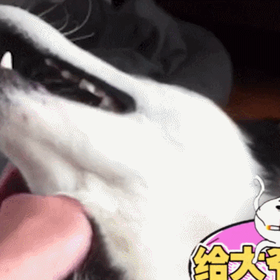 萌寵 狗狗 張嘴