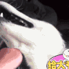 萌宠 狗狗 张嘴