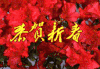 红色 花朵 漂亮 喜庆