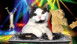 DJ 打碟 猫咪 动物