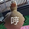 萌宠 鸭子 哼 生气 呆萌 可爱