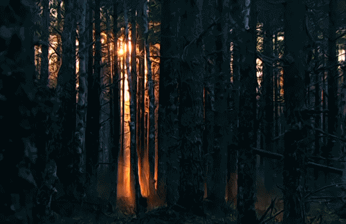 生活 清晨 树林的一抹斜阳 透着光