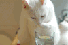 猫咪 喵星人 搞笑 可爱 淘气