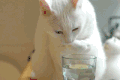 猫咪 喵星人 搞笑 可爱 淘气