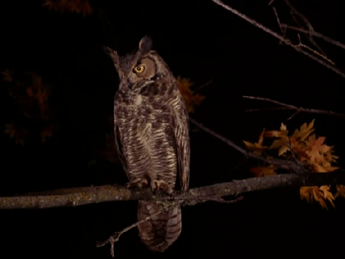 猫头鹰 左看右看 树枝 黑夜 无聊owl