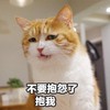 萌宠 猫星人 不要抱怨了 抱我 搞怪 逗