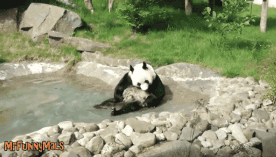 熊猫 动物 泳池 泡澡 野外 洗脸