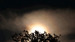 佳能 恐怖 轮廓 树 迪伦的孩子 时间流逝 万圣节 怪异的 摄影 德克萨斯州 弗雷德里克斯堡 云 天空 二千零一十四 动画 摄影师在Tumblr 吓人的 夜晚 月亮升起 canonxsi 黑暗的 超级月亮 佳能EOS 八月 月亮 艺术