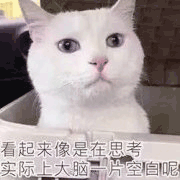 沙雕猫 猫咪 猫 可爱猫 猫表情包 猫咪表情包 小猫