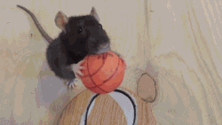 老鼠 投篮 会玩 运动健将 牛逼 篮球