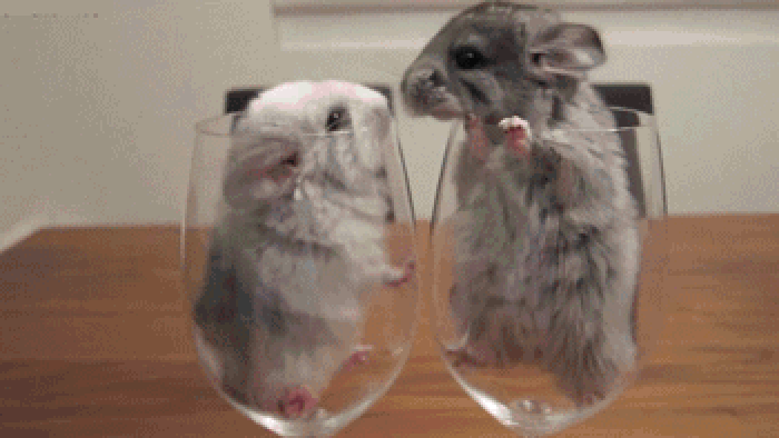 老鼠 亲亲 杯子 可爱