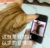 萌宠 喵星人 这就是我梦寐以求的爱情吗 爱情不过如此 呆萌 可爱