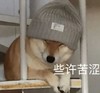 萌宠 汪星人 些许苦涩 难受 搞怪 逗