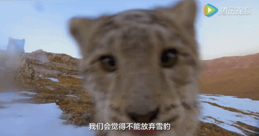 我们诞生在中国 豹子 可爱 雪地