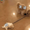 萌宠 狗 狗狗 搞怪 生活 我 soogif soogif出品